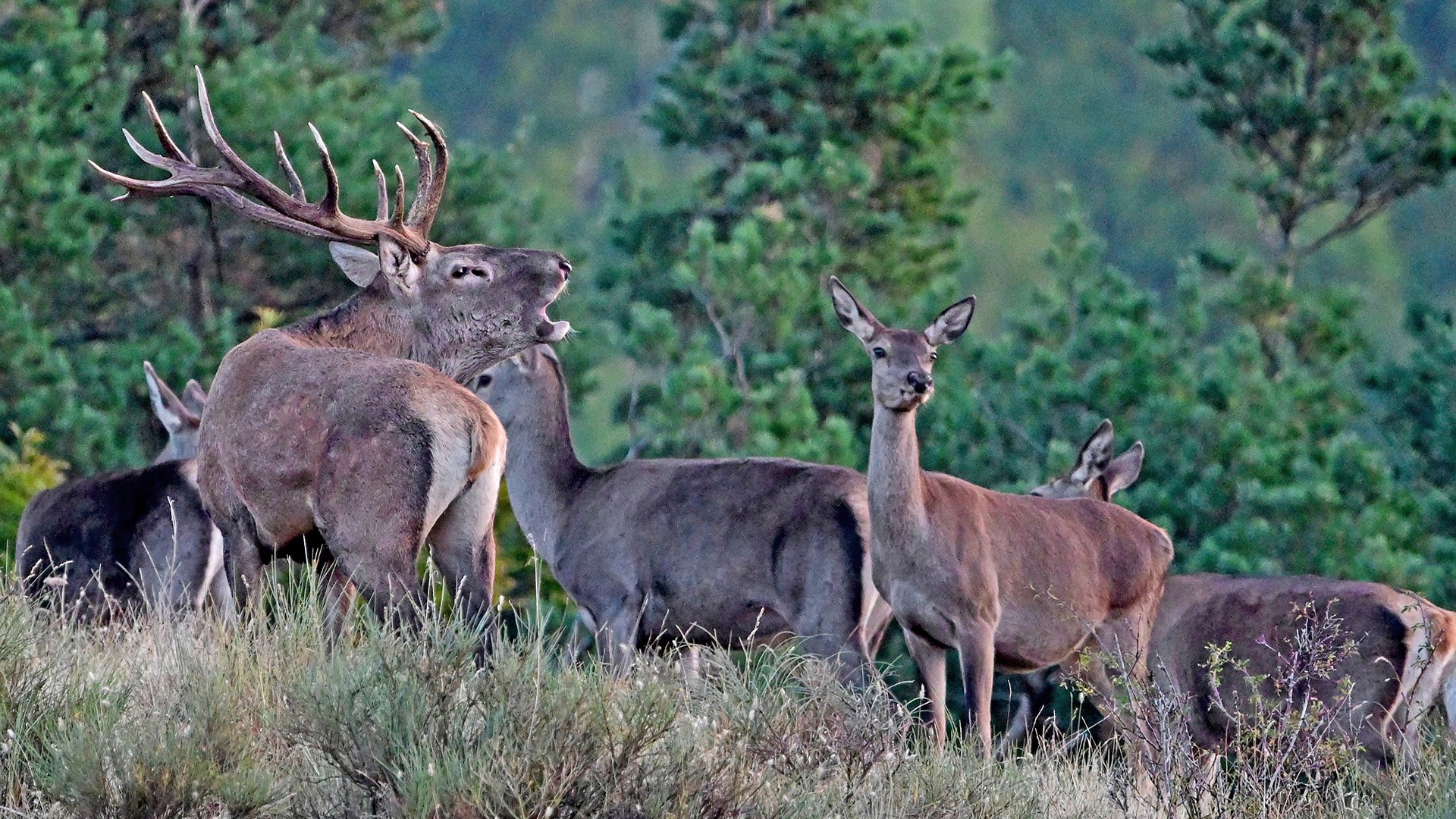 blagoroden elen red deer