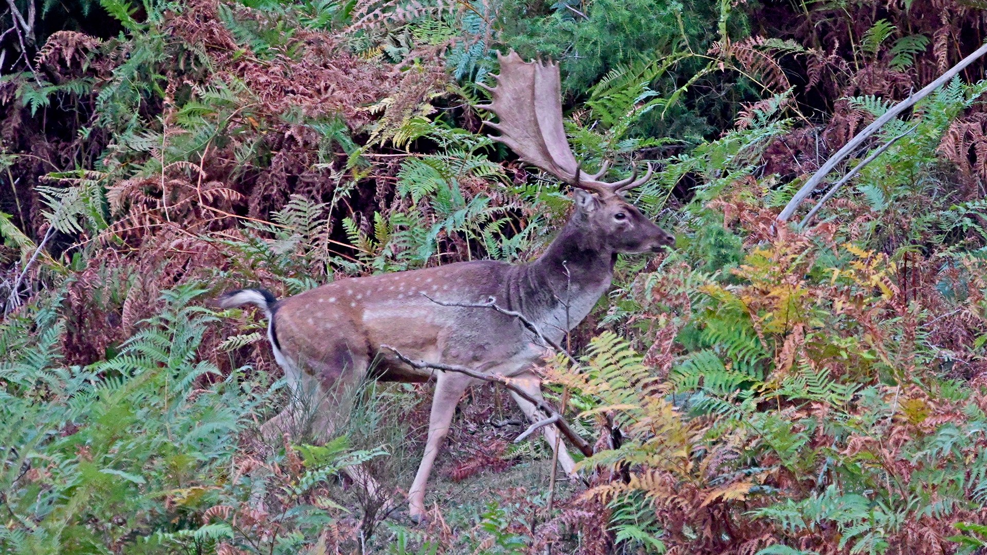 elen lopatar fallow deer