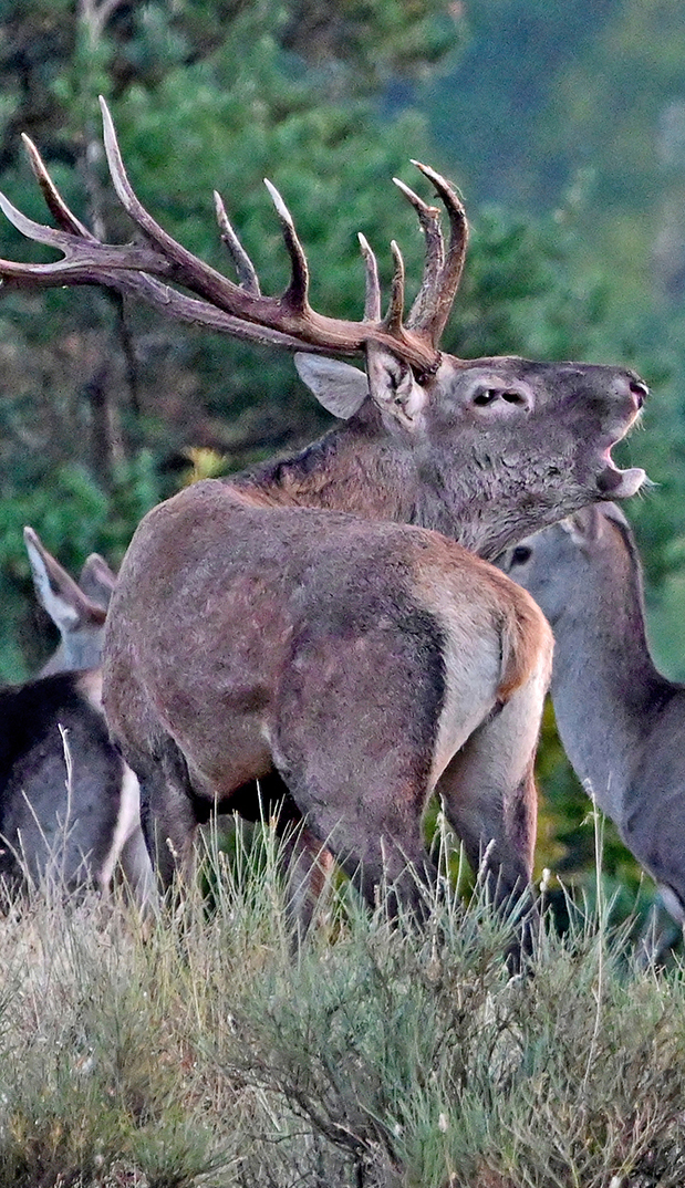 blagoroden elen red deer